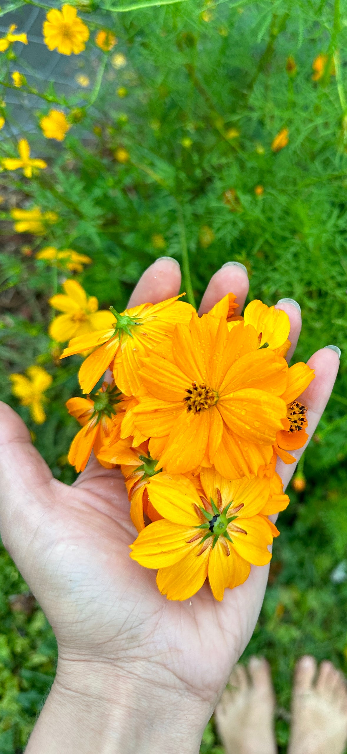 Cosmos Seeds