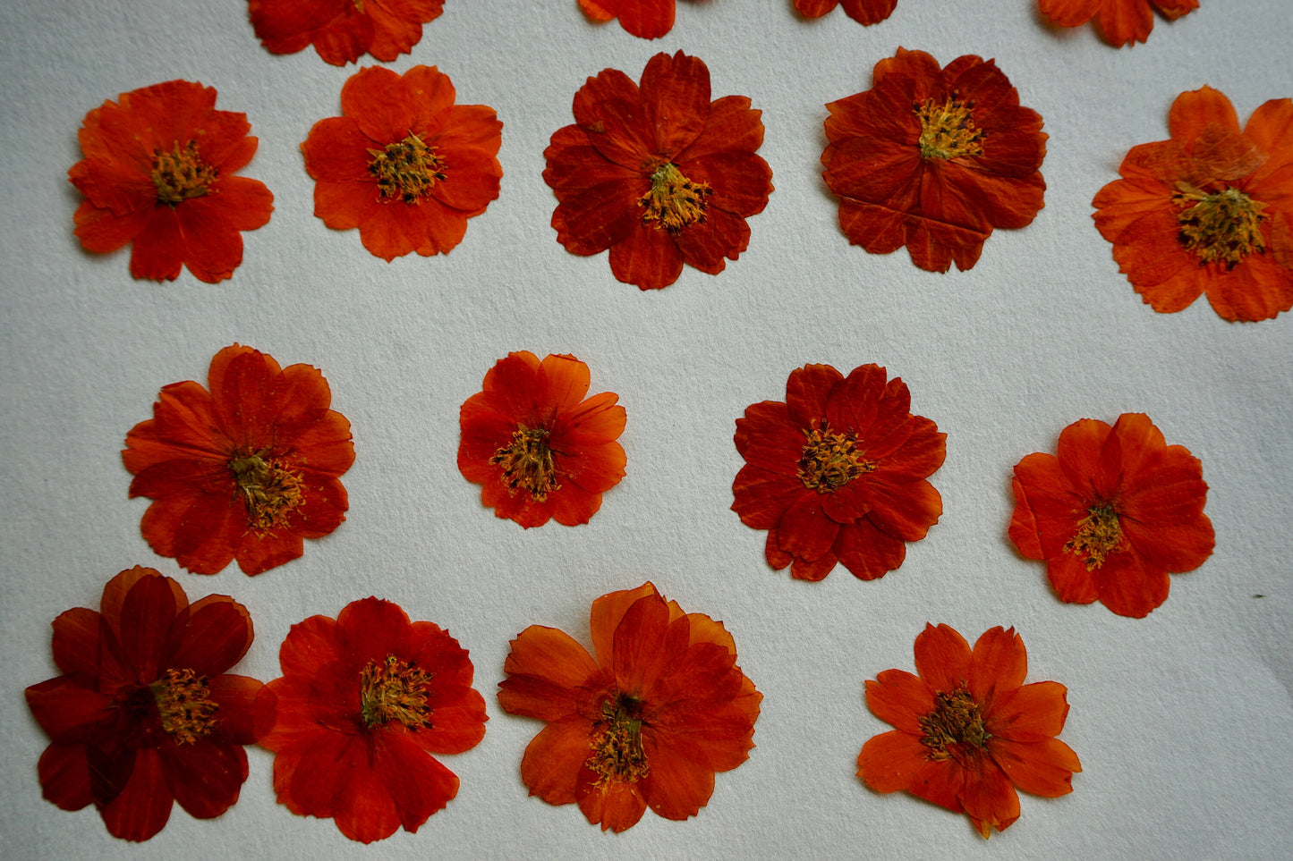 Eco-Printing Cosmos Flowers