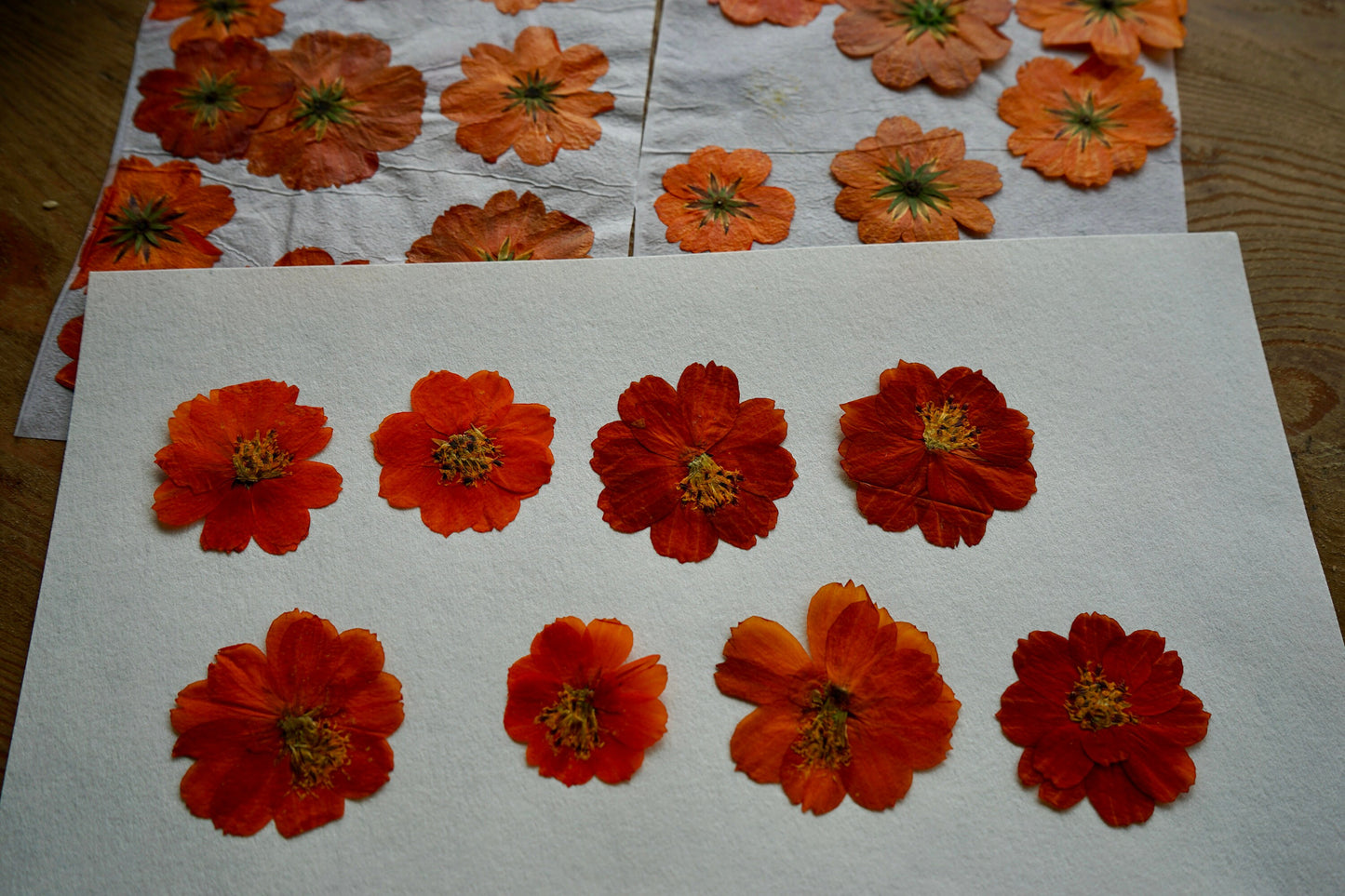 Eco-Printing Cosmos Flowers