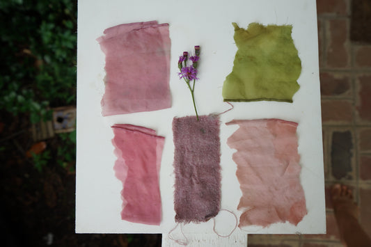 Foraging and Dyeing with Ironweed