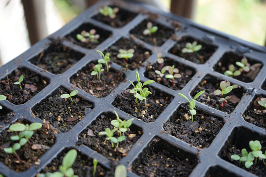 How to Grow Indigo Dye Plants from Seed
