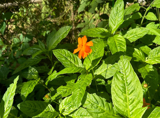 How to Start a Dye Garden: Grow Your Own Natural Color