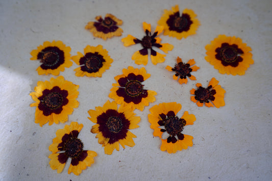 Eco-Printing Coreopsis Flowers